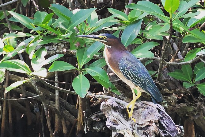 Kayak adventure through Laguna Nichupté in Cancun - Mangrove tunnels and sea-life sightings without the hype