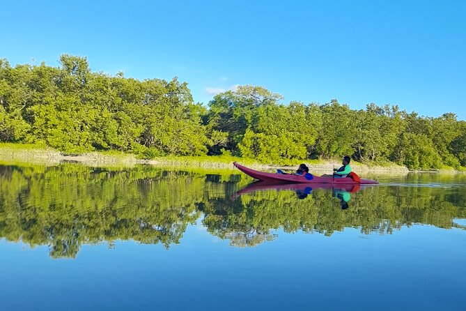 Kayak Experience in the Mangroves of Holbox Island - Wildlife watch: what you’re likely to see on the Kuka River