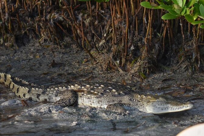 Kayak Experience in the Mangroves of Holbox Island - Mangrove ecology in plain language: why the guide explanations matter