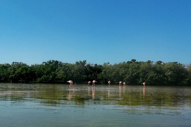 Kayak Experience in the Mangroves of Holbox Island - Stop at Punta Mosquito: where your day starts and how to be ready