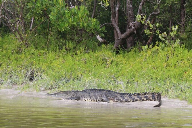 Kayak Experience in the Mangroves of Holbox Island - Your guide experience: attention, names you might hear, and English expectations