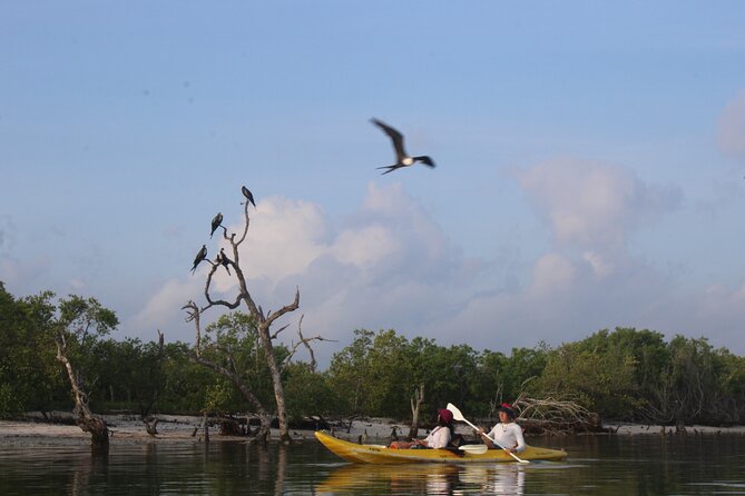 Kayak Mangroves Sunrise Experience - Photos You’ll Actually Want to Take (and How to Get Them)