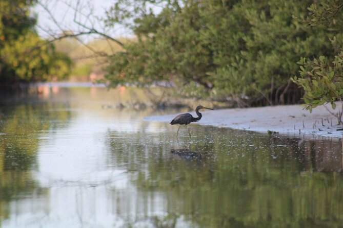 Kayak Mangroves Sunrise Experience - Pace, Comfort, and Gear That Makes It Easier