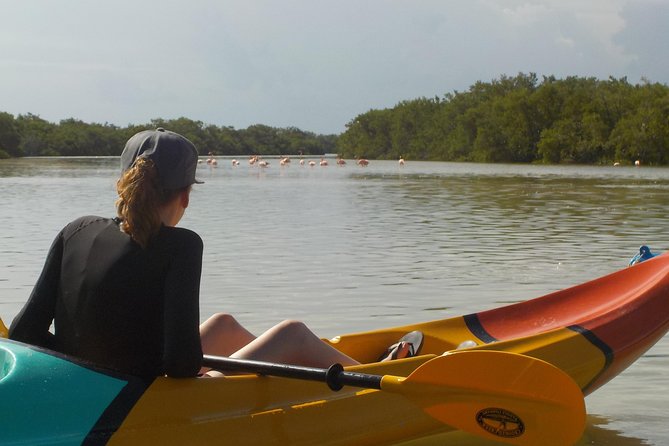 Kayaking Tour Through the Mangroves in Isla Holbox - Wildlife you can actually hope to see (and what affects it)