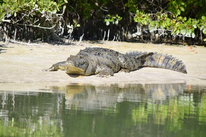 Kayaking Tour Through the Mangroves in Isla Holbox - What the guide does for you on the water