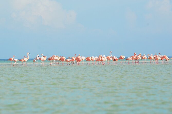 Kayaking Tour Through the Mangroves in Isla Holbox - What to bring for Holbox mangroves (and why)