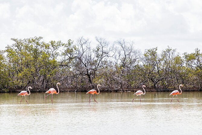 Kayaking Tour Through the Mangroves in Isla Holbox - Transportation and timing: meeting point vs being picked up