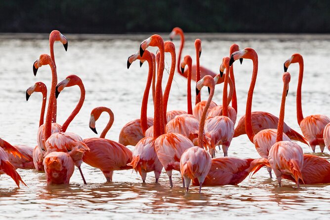 Las Coloradas Pink Lake & Rio Lagartos Guided Tour - Río Lagartos boat tour: mangroves, wildlife, and calmer pacing
