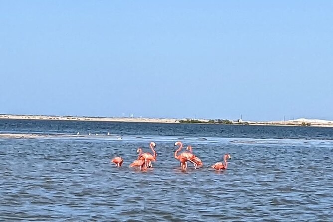 Las Coloradas Tour! Boat Ride, Lunch & Rio Lagartos from Cancun - Timing and what to pack so the day feels easy