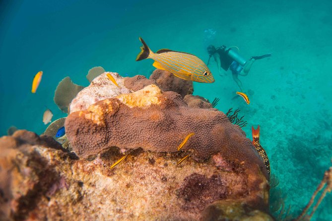 Local Dive in Playa del Carmen - Meeting point in Playa del Carmen: where you start