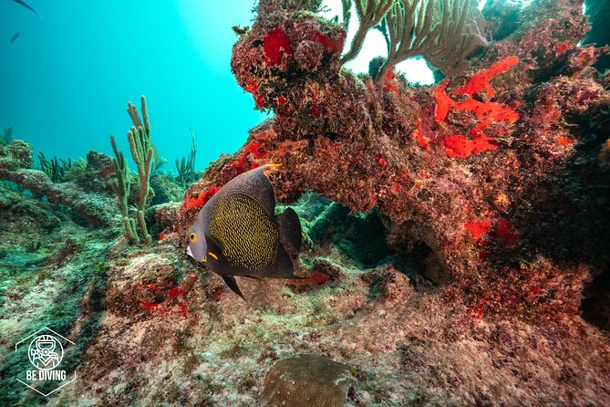 Local Dive in Playa del Carmen - On the boat: what the group experience feels like