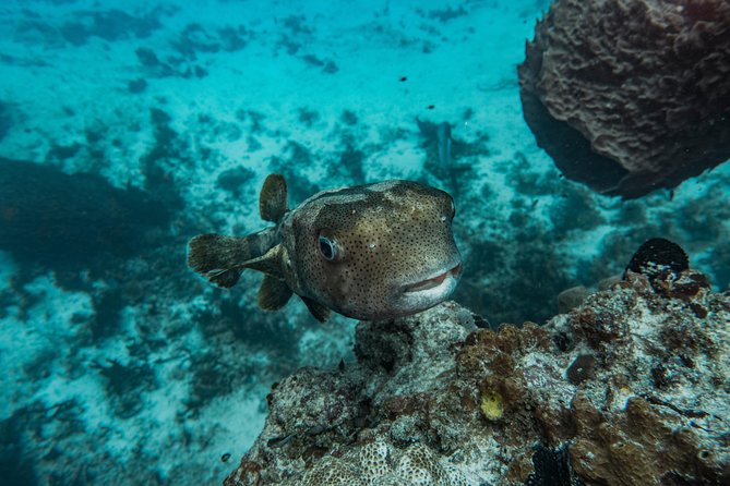 Local Dive in Playa del Carmen - What you can realistically hope to see underwater