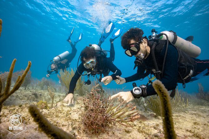 Local Dive in Playa del Carmen - Price and value: how $155 stacks up