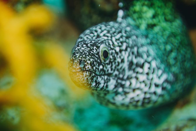 Local Dive in Playa del Carmen - Your day on the water: morning or afternoon timing