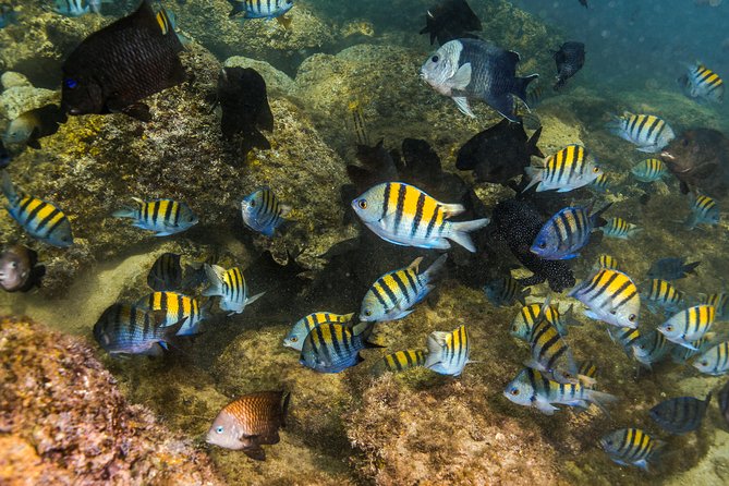 Magical Cenote and Paradise Lagoon Snorkeling Adventure - Photos, Photos, and the $70 Question