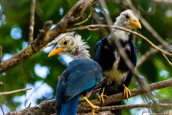 Mahahual and Costa Maya Birdwatching - Playa Mahahual stop: coastal birding to warm up your eyes