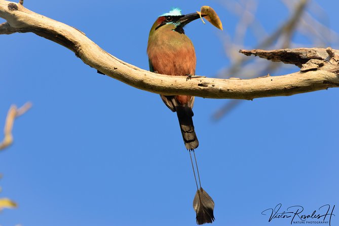 Mahahual and Costa Maya Birdwatching - Mangroves, jungle, and grassland searches (the real birding mix)