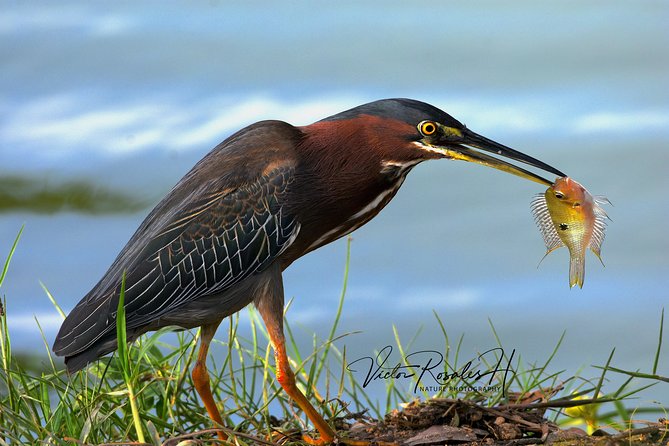 Mahahual and Costa Maya Birdwatching - A guide who works your bird list, not just the checklist