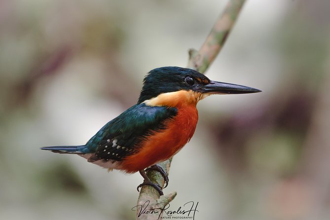 Mahahual and Costa Maya Birdwatching - Photography help without the photo workshop feel