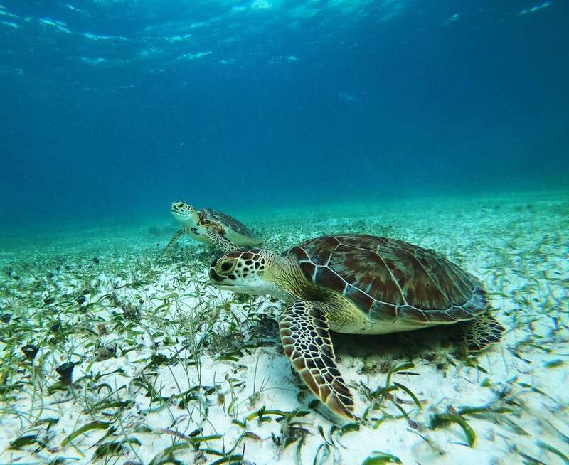 Mahahual: Snorkel Tour in Reef Lagoon - Key Points to Know Before You Go