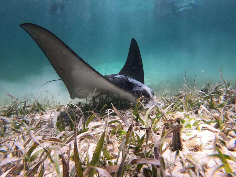 Mahahual: Snorkel Tour in Reef Lagoon - Reef Lagoon Snorkeling in Mahahual: Why This Feels Special