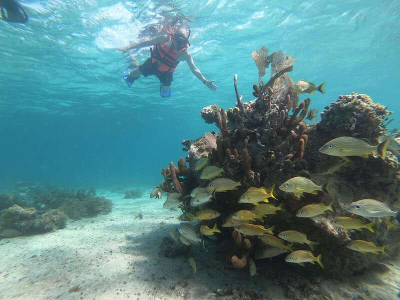 Mahahual: Snorkel Tour in Reef Lagoon - One Hour in the Water: What You’ll See in the Lagoon