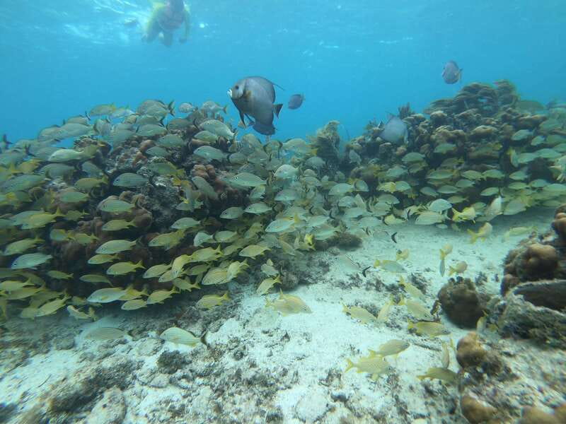 Mahahual: Snorkel Tour in Reef Lagoon - What Happens After You Snorkel: Coffee, Fresh Water, and a Snack