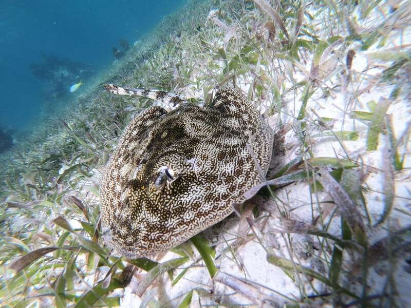Mahahual: Snorkel Tour in Reef Lagoon - Best Day, Best Fit: Who Should Book This Tour