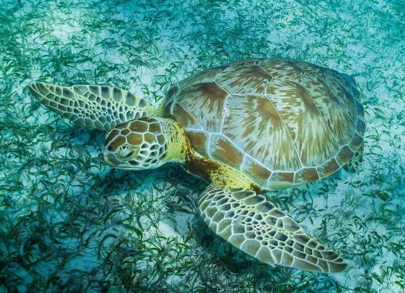 Mahahual: Snorkel Tour in Reef Lagoon - Meeting at Blue Kay Ecocabañas and Getting Your Gear Right