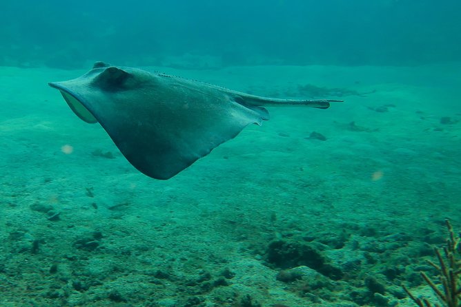 Mahahual Snorkeling Adventure: Turtle Encounter - Mahahual Turtle Encounter at Costa Maya: short tour, big wildlife odds