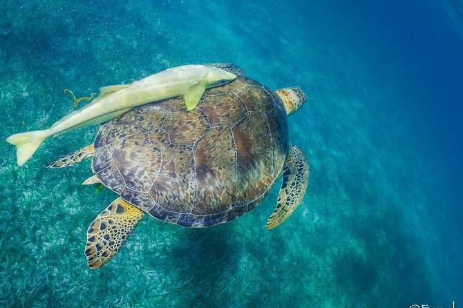 Mahahual Snorkeling Adventure: Turtle Encounter - Getting to Huachinango: the meeting point and how the day starts