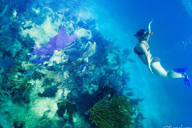Mahahual Snorkeling Adventure: Turtle Encounter - Snorkel stop one: sand, algae grasses, and hawksbill turtle habitat