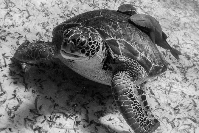 Mahahual Snorkeling Adventure: Turtle Encounter - Snorkel stop two: coral heads near the reef crest with fish to count