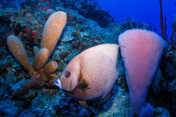 Mahahual Snorkeling Adventure: Turtle Encounter - Your guide matters: patient, safety-focused, and hands-on underwater