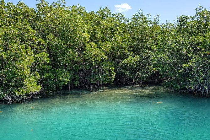 Mangrove and Lagoon Speed Boat Tour - Mangrove Canals, Jungle Turns, and the Chance of Wildlife