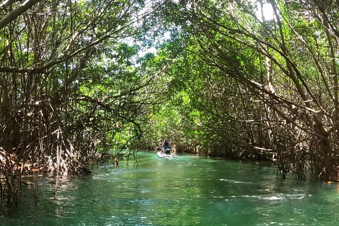 Mangrove and Lagoon Speed Boat Tour - Price Reality Check: Dock Toll, Group Layout, and True Value