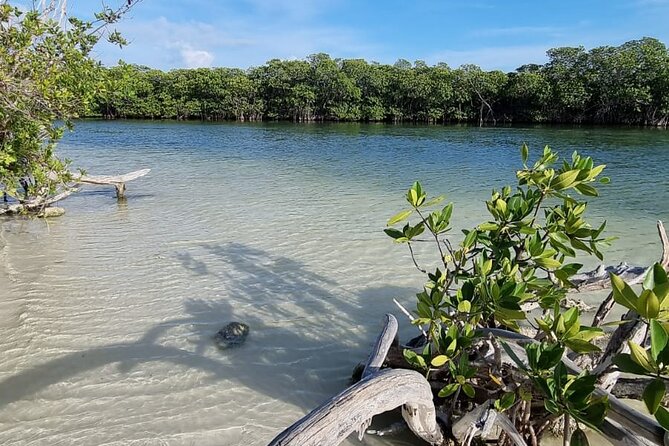 Mangrove and Lagoon Speed Boat Tour - Practical Tips So Your Ride Stays Fun