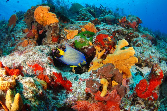 Mayan Adventure Snorkeling Tour from Playa del Carmen or Riviera Maya - Yal Ku Lagoon in Akumal: fish, vegetation, and an inlet feel
