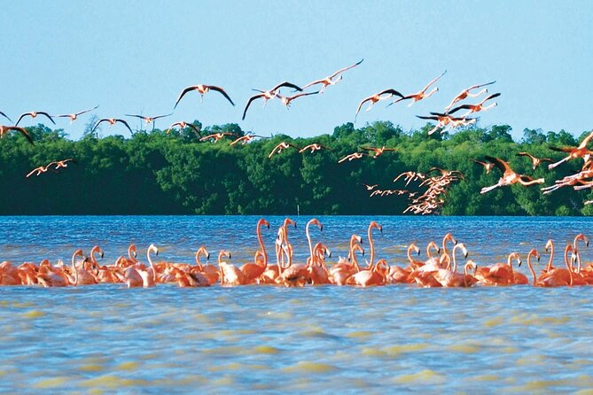 Mérida: Boat Tour Through the Mangroves of Celestún - Day Trip Rhythm From Mérida to Celestún