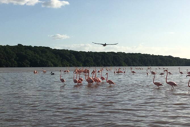 Mérida: Boat Tour Through the Mangroves of Celestún - The Mayan Clay Bath Stop: Fun Curiosity, Not a Full Spa Day