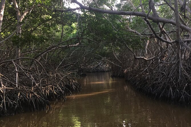 Mérida: Boat Tour Through the Mangroves of Celestún - Group Size and the Feel of the Day