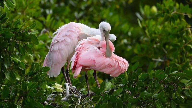 Merida: Celestun Boat Ride Mangrove Experience! Beach Time - Key things to know before you go