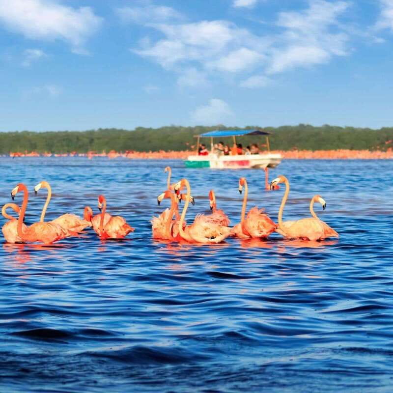 Merida: Celestun Boat Ride Mangrove Experience! Beach Time - Celestun Biosphere and a beach break, in one packed day