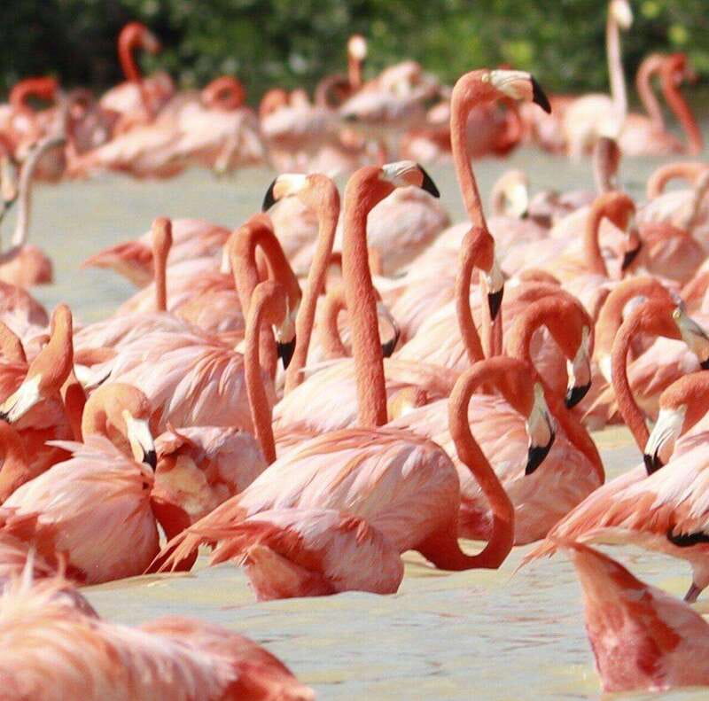 Merida: Celestun Boat Ride Mangrove Experience! Beach Time - The mangrove boat ride: what you will actually see