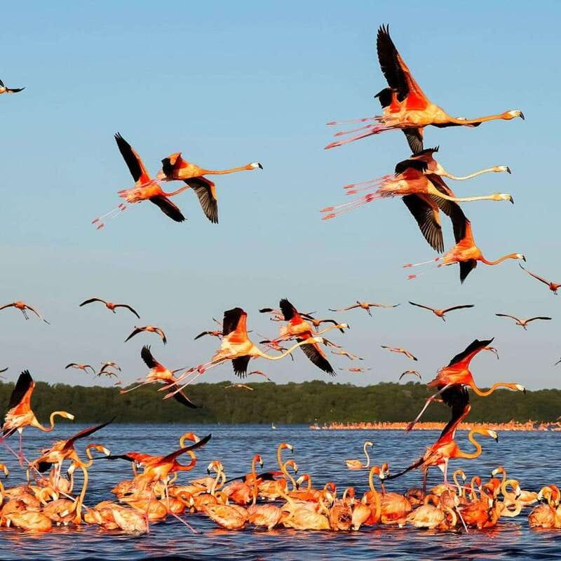Merida: Celestun Boat Ride Mangrove Experience! Beach Time - Birds, mud, and the shallow-water moment