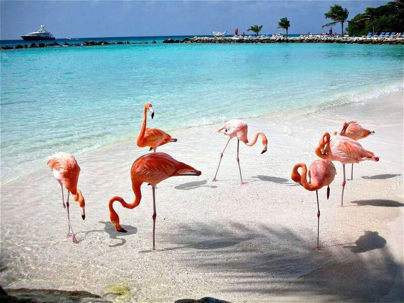 Merida: Celestun Boat Ride Mangrove Experience! Beach Time - Timing and season reality: why flamingos can vary