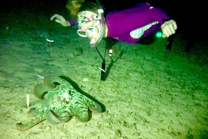 Night Snorkeling - Observation of octopus and other species - The snorkel plan: walk in, swim for about 1 hour, observe only
