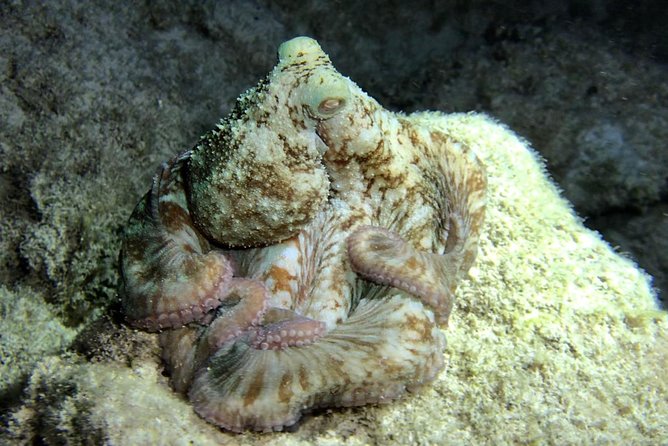 Night Snorkeling - Observation of octopus and other species - What you might see: octopus, squid, and the whole nocturnal cast