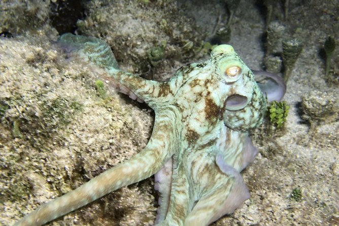 Night Snorkeling - Observation of octopus and other species - Who should book this, and who might want a different plan