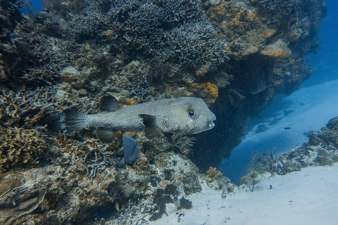 Open Water Course Cozumel - Who This Open Water Course Is Best For